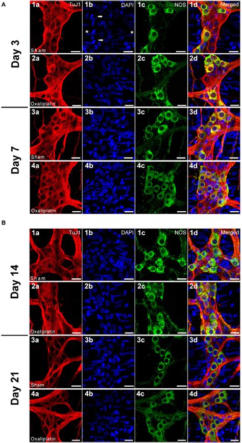 Frontiers Effects Of Oxaliplatin On Mouse Myenteric Neurons And