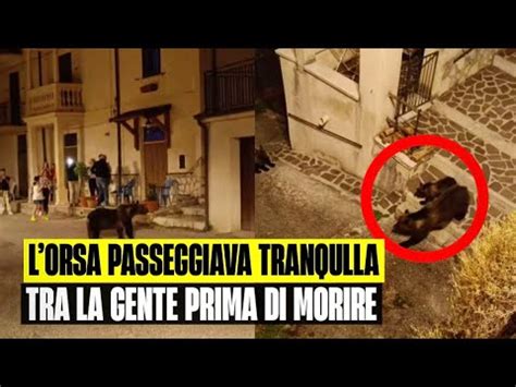 L ORSA AMARENA PRIMA DI ESSERE UCCISA PASSEGGIAVA TRANQUILLA TRA LA