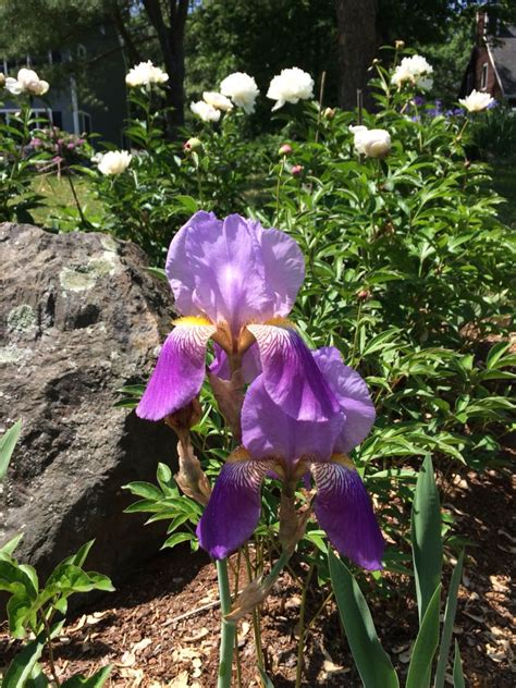 Iris With Peonies Garden Design Garden Landscaping Peonies