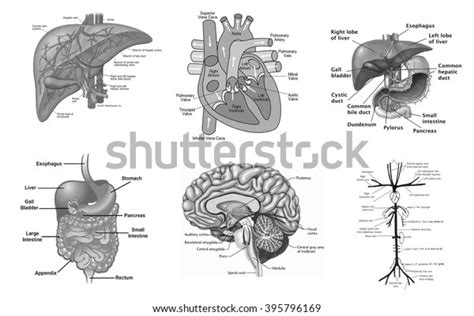 Human Organ Anatomy Set Stock Illustration 395796169