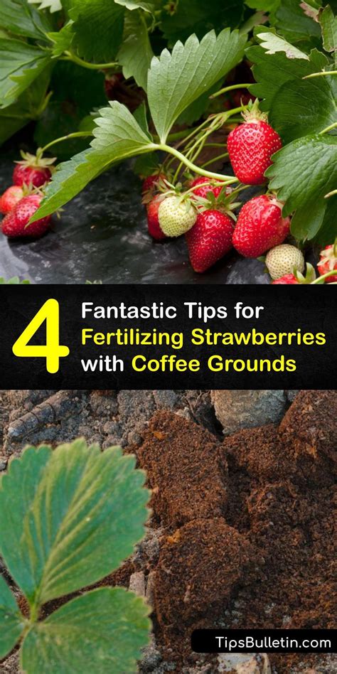 Fantastic Tips For Fertilizing Strawberries With Coffee Grounds Artofit