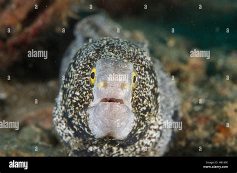 Snowflake Moray Echidna Nebulosa Ambon Indonesia Stock Photo Alamy