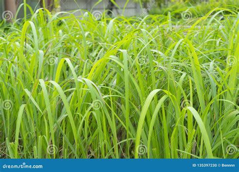 Bunch Of Lemongrass Stock Photo Image Of Closeup Field 135397230