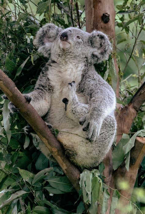 El Reino Del Koala Explora La Vida De Los Marsupiales Icónicos De