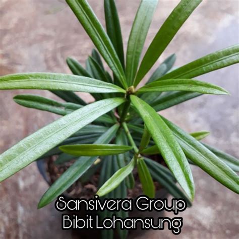 Tanaman Lohansung Bibit Pohon Louhansung Lazada Indonesia