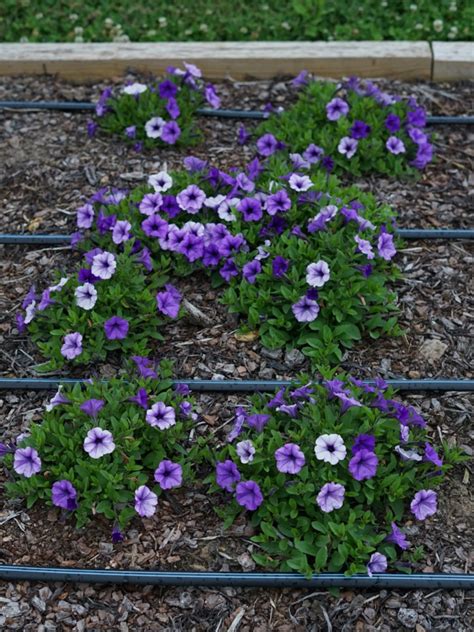 Petunia Supertunia Mini Vista Indigo Charm Truck Crops Trial Garden