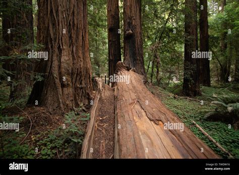 Large Fallen Redwood Tree In Muir Woods National Park California Muir Woods Is Known For The