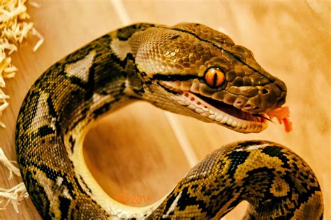 Python Eyes