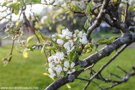 Pear Blossoms + Bartlett Pear Recipes