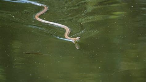 How Do Snakes Swim? Amazing! – animalfoodplanet