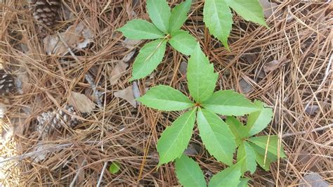 Weed Of The Month Virginia Creeper Home And Garden Information Center