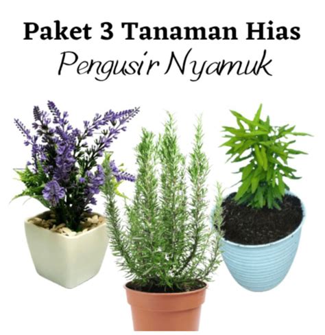 Paket 3 Tanaman Pohon Anti Nyamuk Tanaman Lavender Pohon Zodia