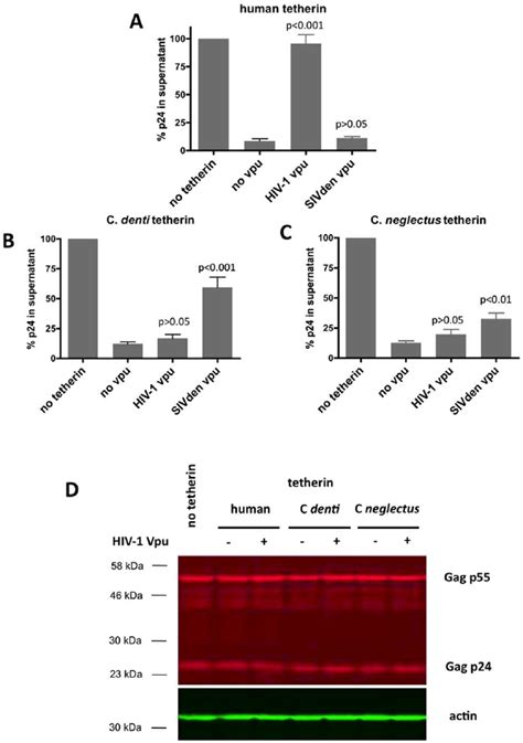 Effect Of Vpu From Hiv And Sivden On Virus Release In The Presence Of