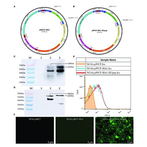 Synthesis Of Pwcf Ha1 And Pwcf Ha1 Dcpep On L Plantarum A