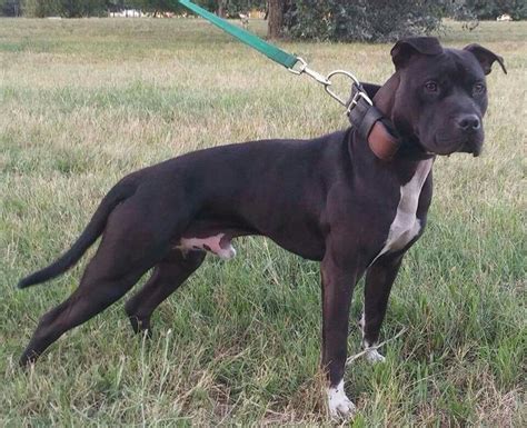 Blog Do Pit Bull Pit Bull American Pit Bull Terrier Sigla Apbt