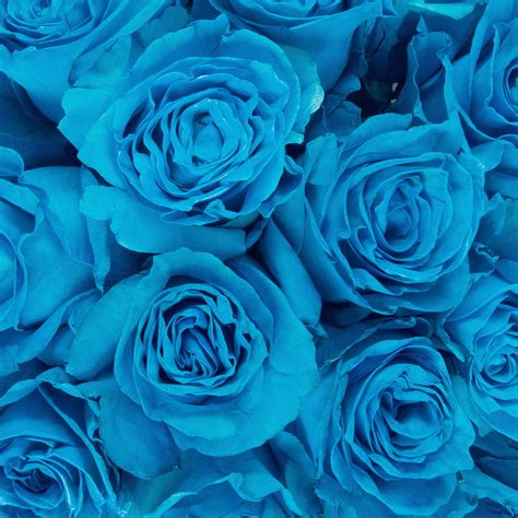 Tinted Turquoise Roses 50 Cm Fresh Cut Flowers 50 Stems Teal