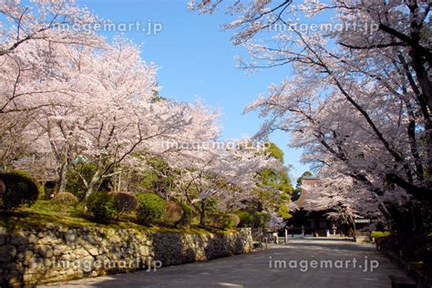 春の三井寺 境内の桜 滋賀県大津市の写真素材 148374086 イメージマート