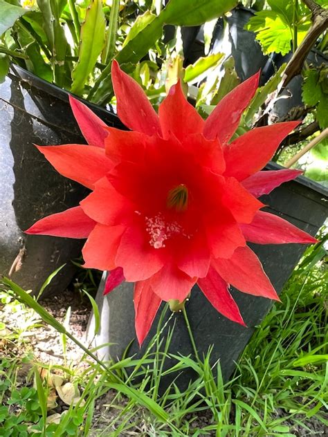 Epiphyllum Red Orchid Cactus Ackermannii Etsy