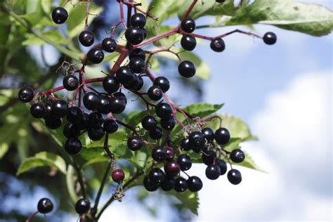 Elderberry Benefits Side Effects Dosage And Interactions