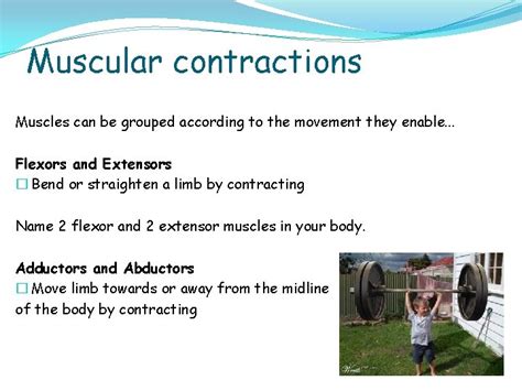 The Muscular System Identify Different Types Of Muscle