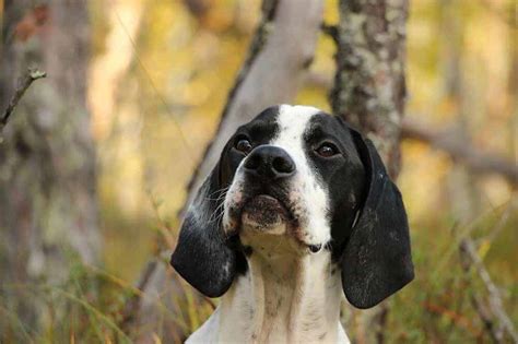 English Pointer Hunderasse Britischer Vorsteher