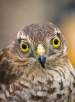 Juvenile Sparrowhawk Manx Scenes Photography