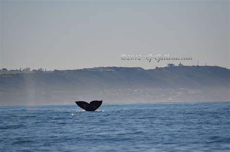 Whale Tale Mammals Whale Animals