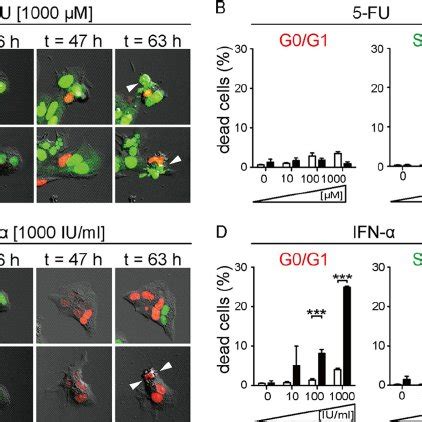 Confocal Time Lapse Imaging Of Apoptosis Induction By 5 FU Or IFN In