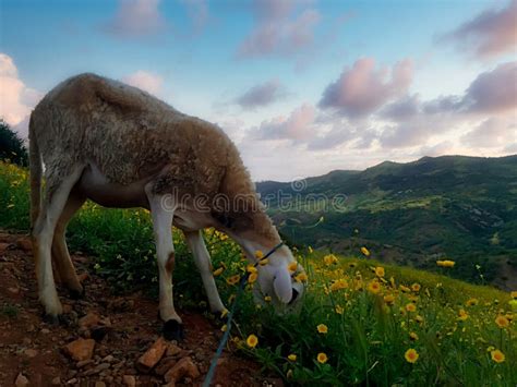 Pastagem De Ovinos Num Campo De Marrocos Foto De Stock Imagem De