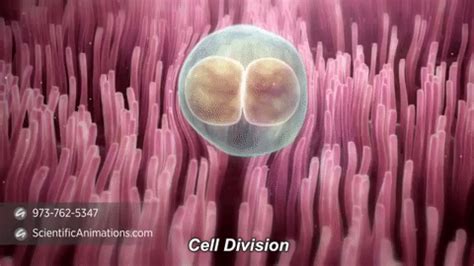 cell-division - Scientific Animations