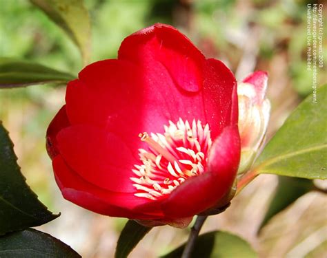 Plantfiles Pictures Common Camellia Japanese Camellia Kimberley