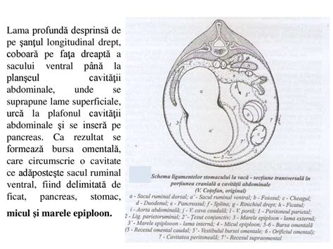 Porţiunea digestivă a tubului digestiv презентация онлайн