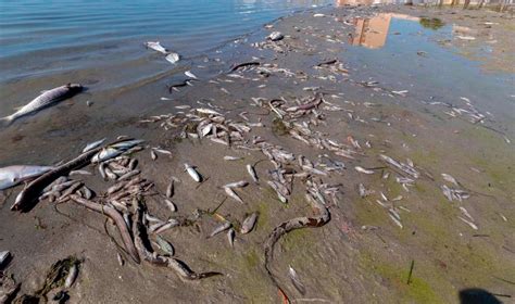 Por Qu Est N Muriendo Miles De Peces En El Mar Menor