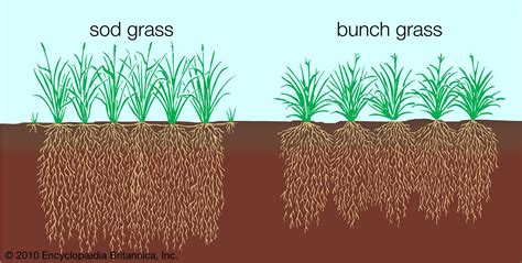 Grassland Biodiversity Ecosystems Flora Britannica