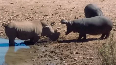 Rhino and Hippo Clashed in Epic Fight and Final Surprise [VIDEO] | Maritime Herald