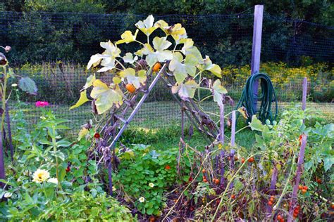 How To Trellis And Grow Squash Vertically For Higher Yields In Less Space