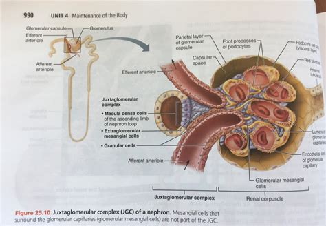 2510 Juxtaglomerular Complex Jgc Of A Nephron Diagram Quizlet