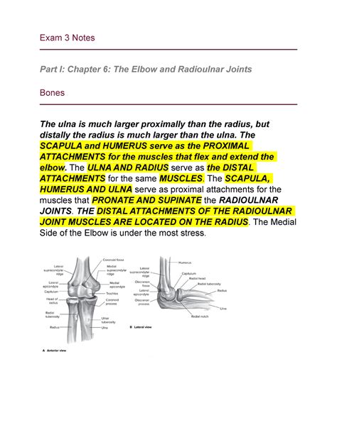 Sk Chapter And Elbow And Radioulnar Joint Wrist And Hand Joint