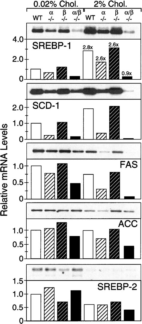 Regulation Of Mouse Sterol Regulatory Element Binding Protein C Gene