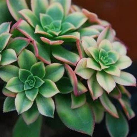 Aeonium Haworthii Suculenta Echeveria Cacto Sementes Shopee Brasil