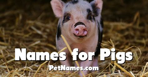 Names for Pigs - PetNames.com