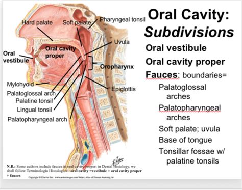 Oral Mucosa Histology Flashcards Quizlet