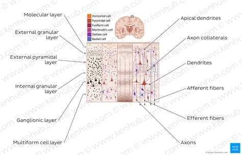 Cerebral Cortex Structure And Functions Kenhub