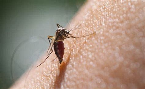 Dengue Fever 5 Effective Home Remedies For Dengue Fever You Must Try