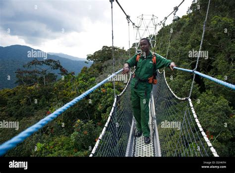 Nyungwe Canopy Walk Nyungwe Forest National Park Rwanda Stock Photo