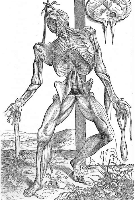 Drexel Med Archives On Twitter Andreas Vesalius Anatomy Art Poster