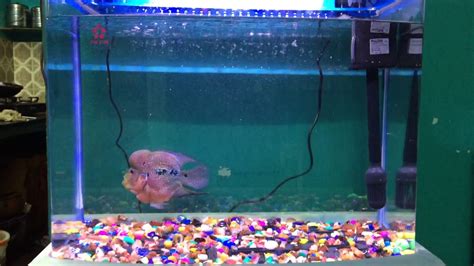 Flowerhorn Fish Tank Setup Youtube