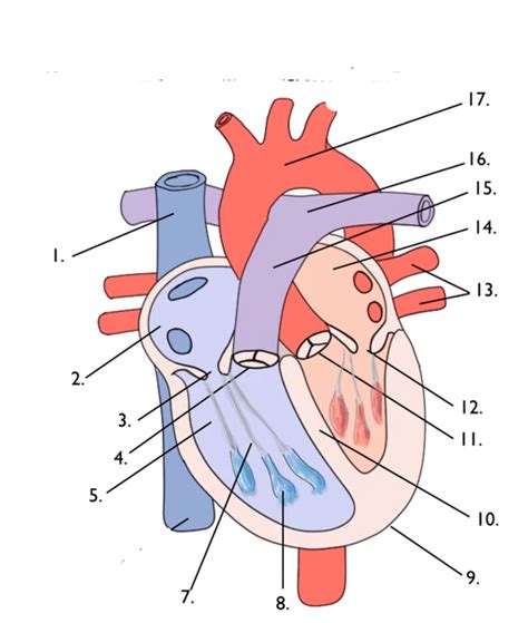 Hjertets Anatomi Del Diagram Quizlet