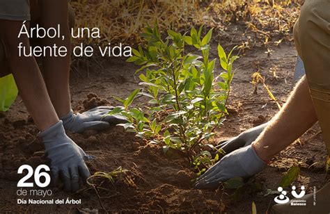 26 De Mayo Día Nacional Del Árbol