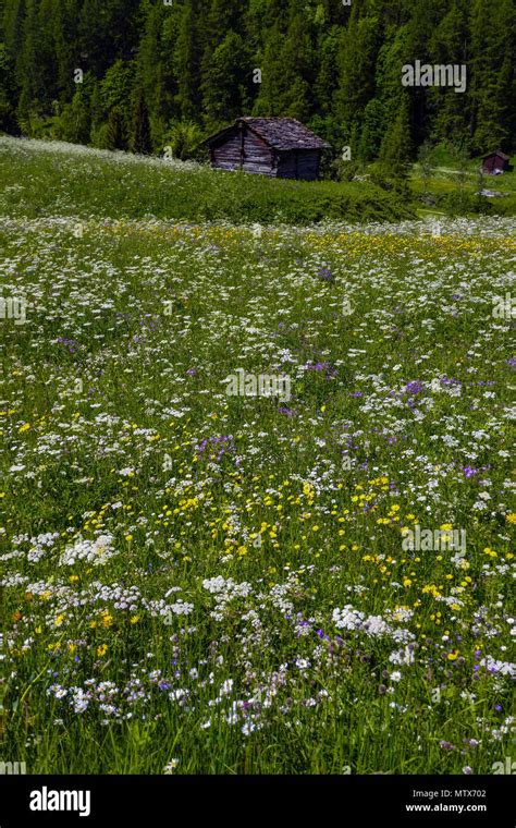 Alpine Wiesen mit Blumen und Berge in Evolène Val d Herens Schweiz